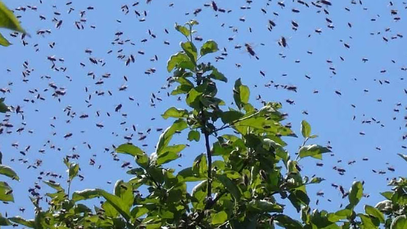 Enjambre de abejas revolotea en sector Bienvenido a Nacimiento.