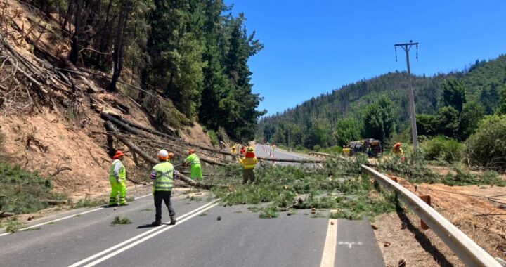 Coordinan retiro de árboles peligrosos en la Ruta de la Madera